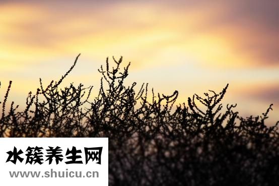 柚子在什么季節(jié)成熟