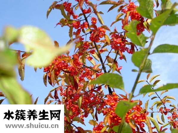 王世虎醫生怎么樣