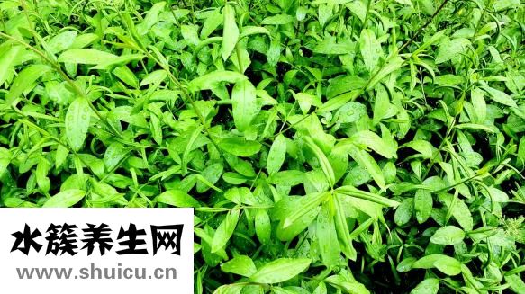 橄欖油百雀羚怎么樣