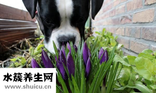 亦貝安水蘇糖怎么樣