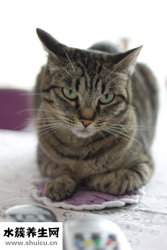 小眼睛適合什么發型