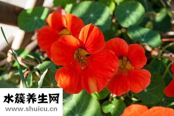 金蓮花效果怎么樣