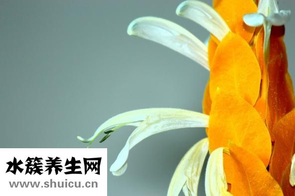 怎么樣吃香蕉減肥