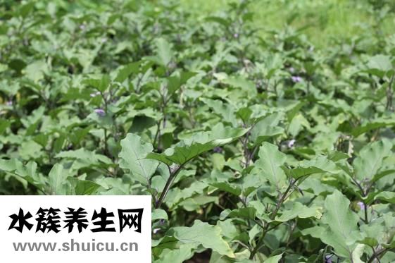 痔瘡總出血怎么辦