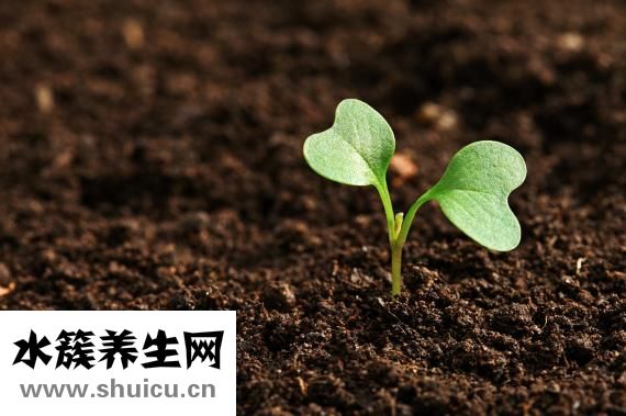 有趣的植物有哪些