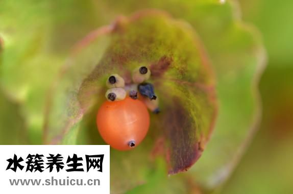 怎么樣自制雪梨糕