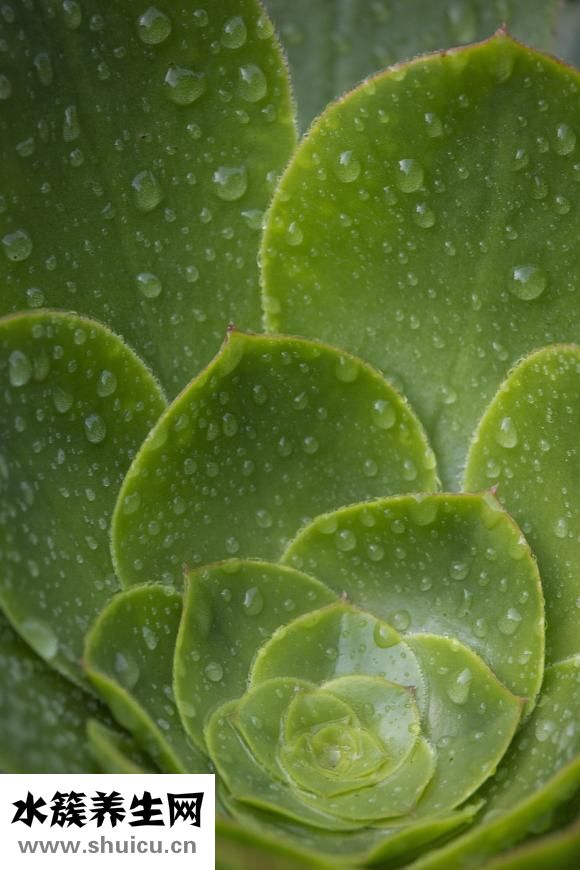 玫瑰花多少朵的含義