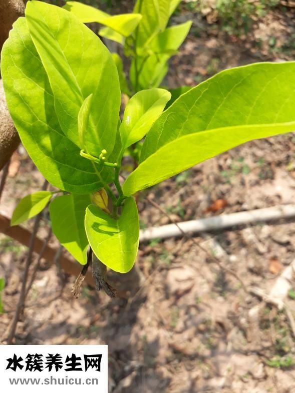 什么是被子植物