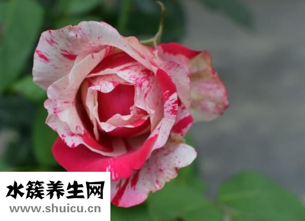 藥師古剎怎么樣