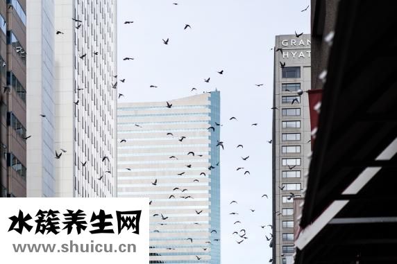 肛裂用什么藥好