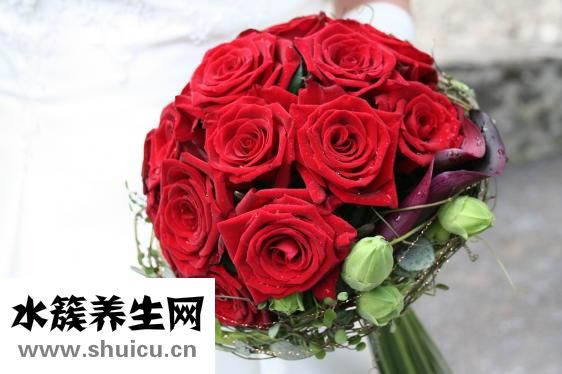 九色玫瑰花蜜怎么樣