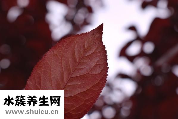 抑郁癥要吃什么藥