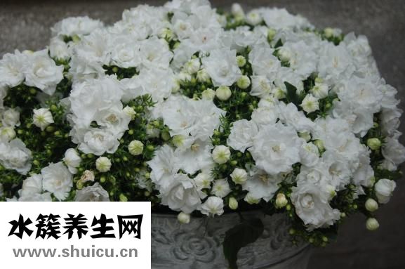 什么是合歡花