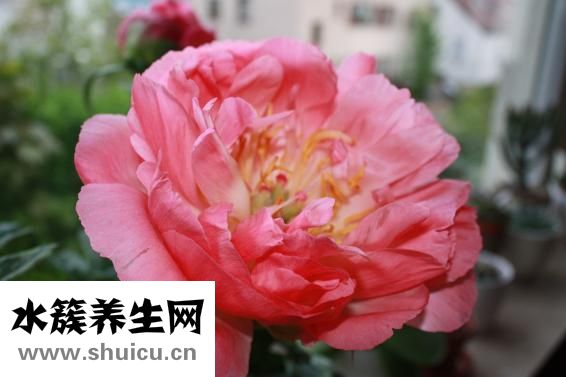 牡丹鸚鵡怎么分公母