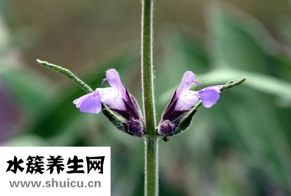 有趣的植物有哪些