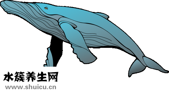 藍色鱷魚藥片怎么樣