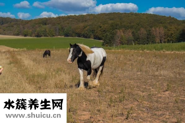 特侖牧場奶怎么樣