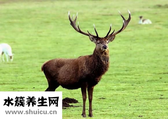 鹿王三腎丸怎么樣