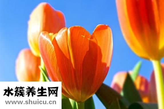 山鷹體重秤怎么樣