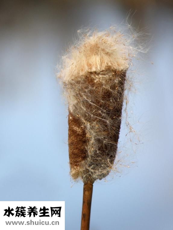 甩甩瘦效果怎么樣