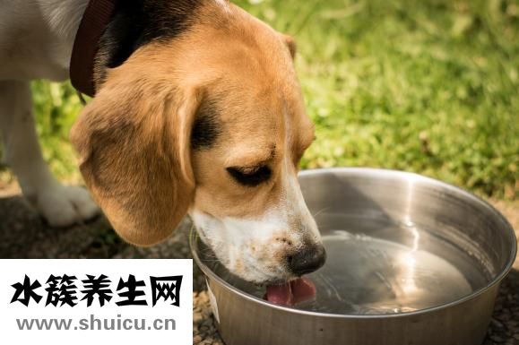 泰迪吃飯會怎么樣