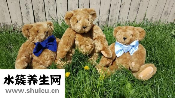 泰迪吃飯會怎么樣