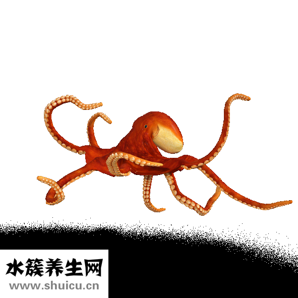 魷魚肉怎么樣做醬