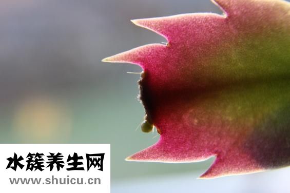 圓臉適合燙什么發型