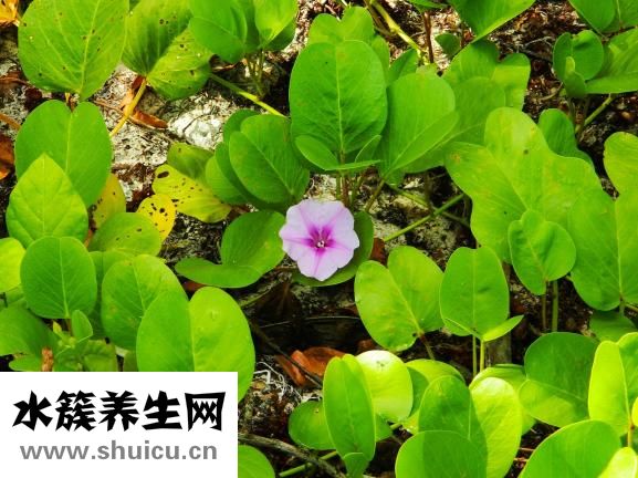 產(chǎn)后多久可以喝雞湯