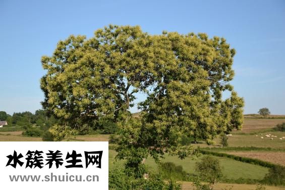 金色秋天木門怎么樣