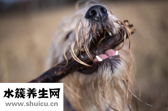 極是洗發露怎么樣