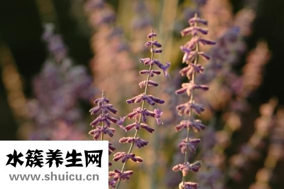 怎么樣去羊奶的膻味