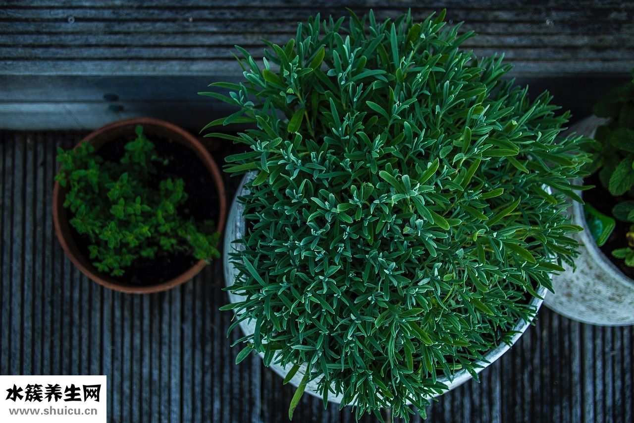 甘道芯緩釋茶怎么樣