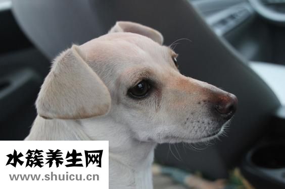 寵物兔怎么養(yǎng)