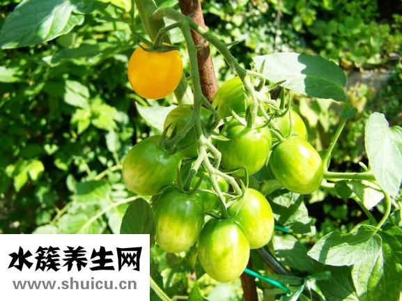 圣奇樂娃娃怎么樣