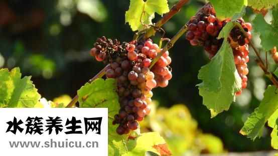 藍藤衛浴怎么樣