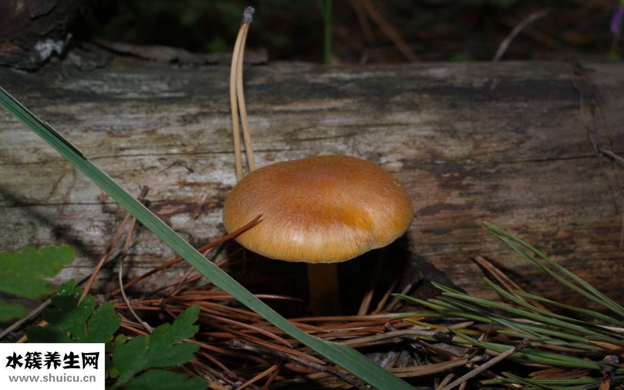 念珠菌用什么藥