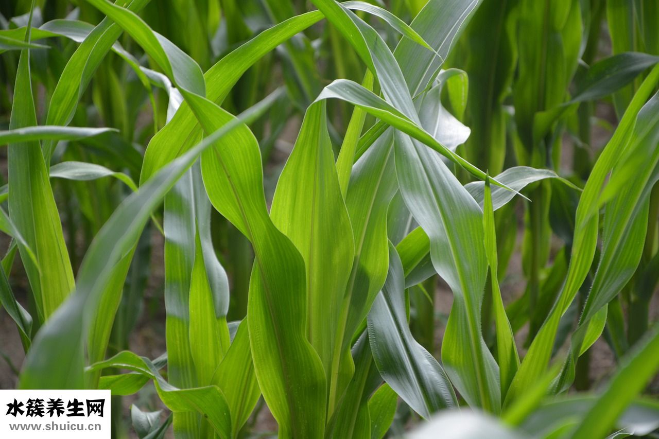 五谷雜糧指的是什么