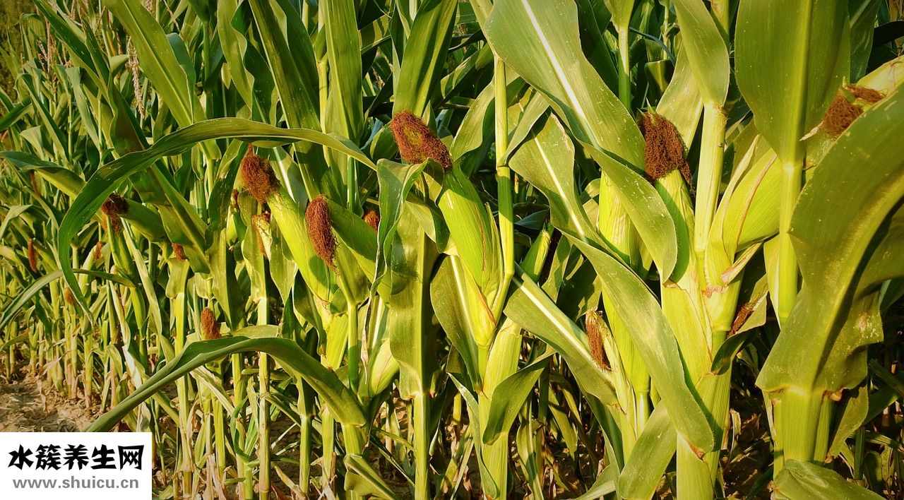 五谷雜糧指的是什么