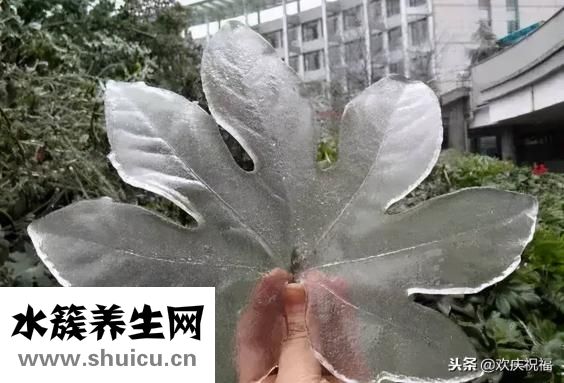 凍雨是什么