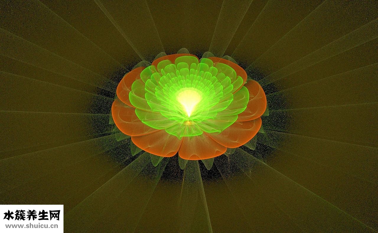 曲線茶效果怎么樣