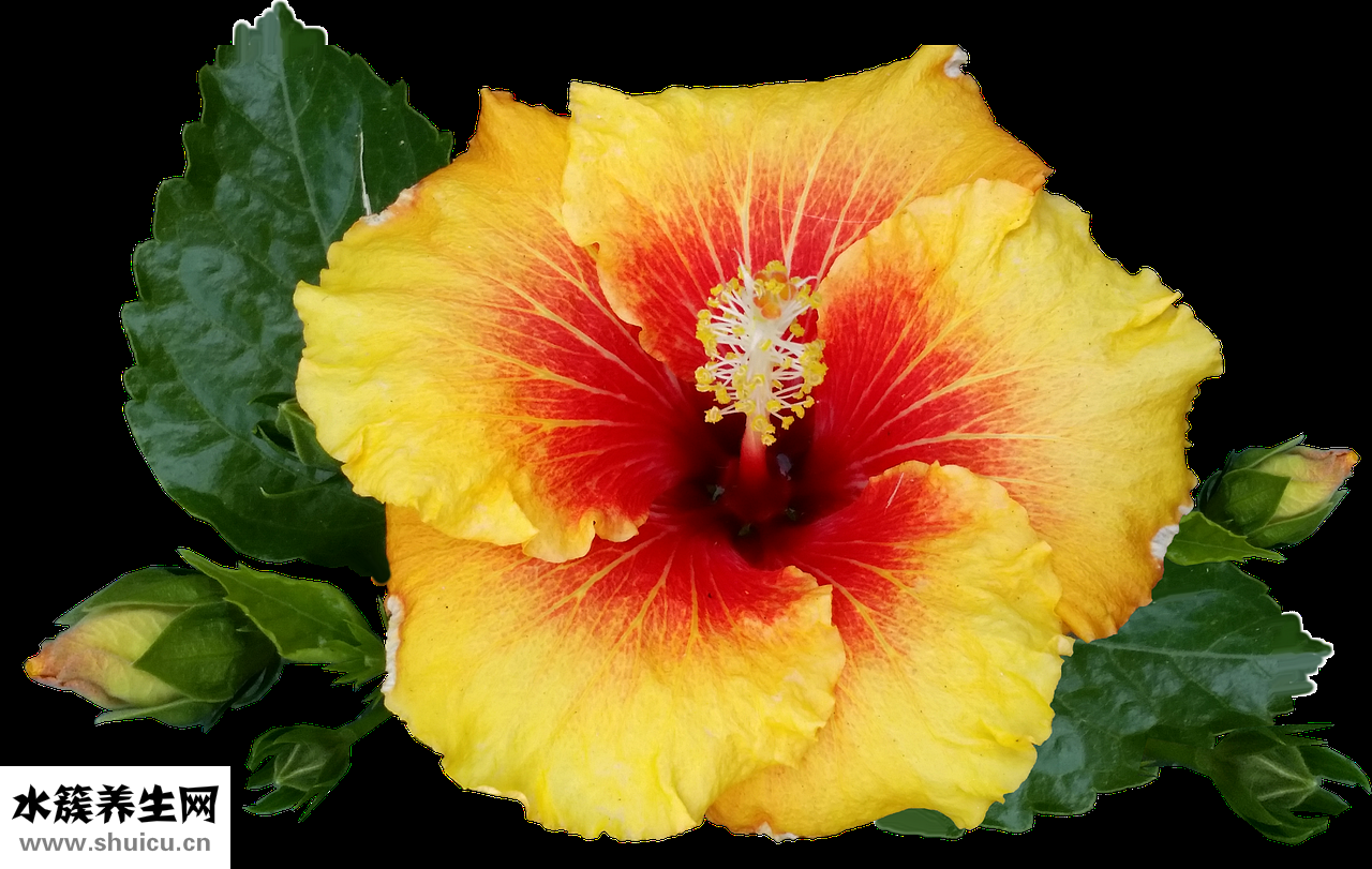 文房四寶指什么