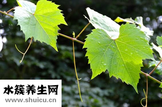 藍藤衛浴怎么樣