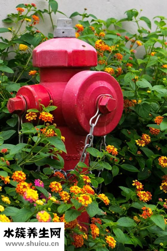 百馨娜的衣服怎么樣