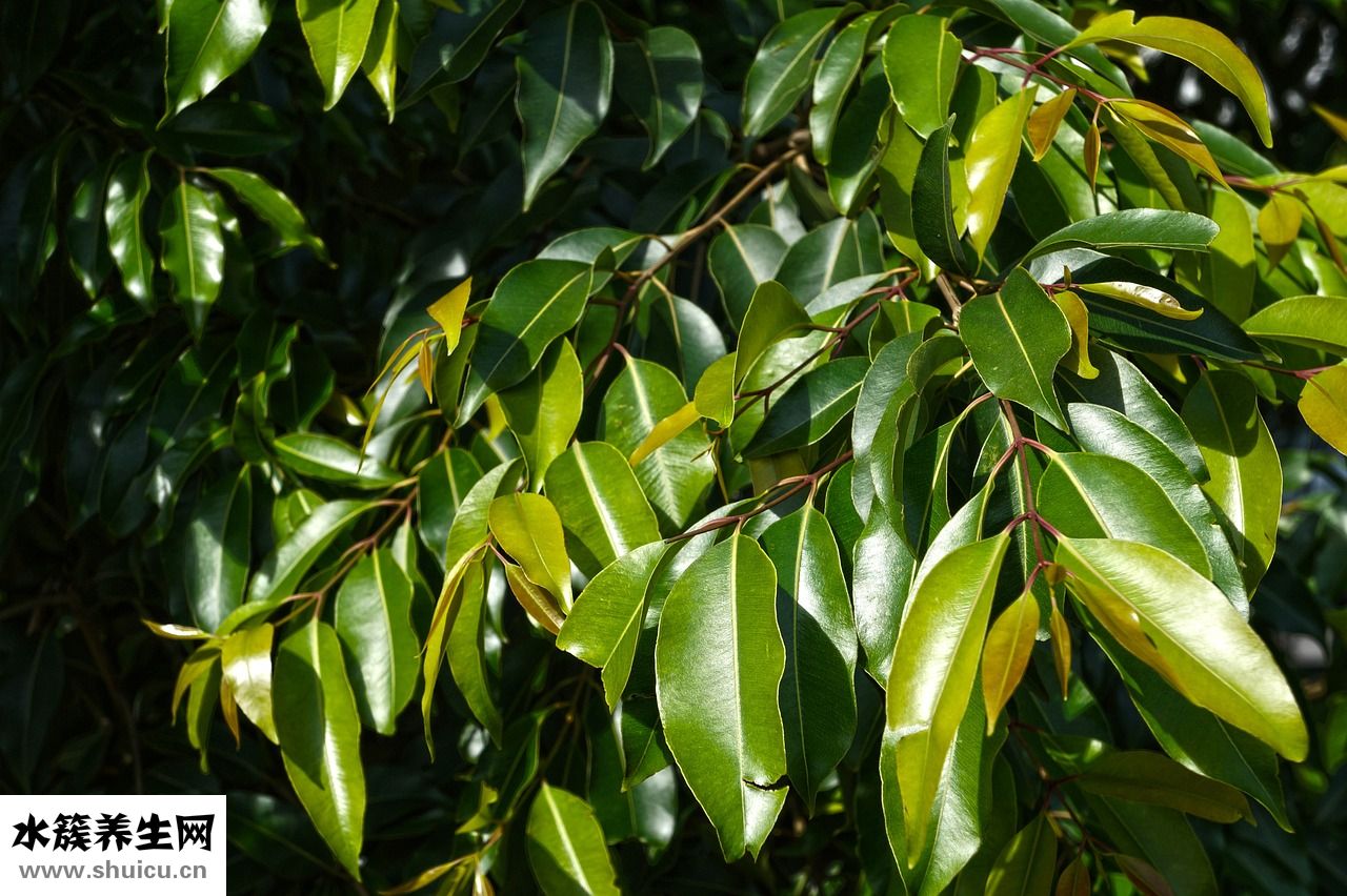 小麥苗喂牛怎么樣