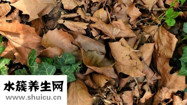 高爾夫球怎么打