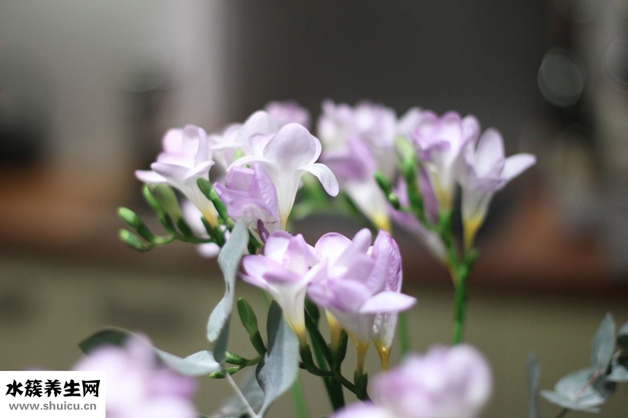 小麥苗喂牛怎么樣