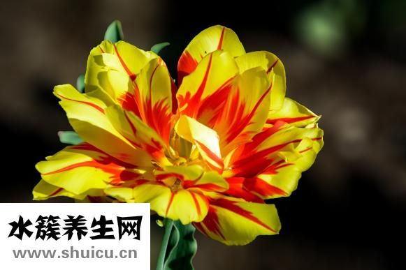 諾蘭悅浪怎么樣