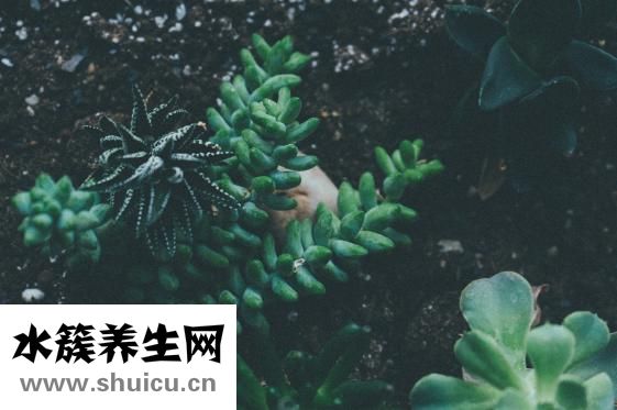 春雨是怎么樣的