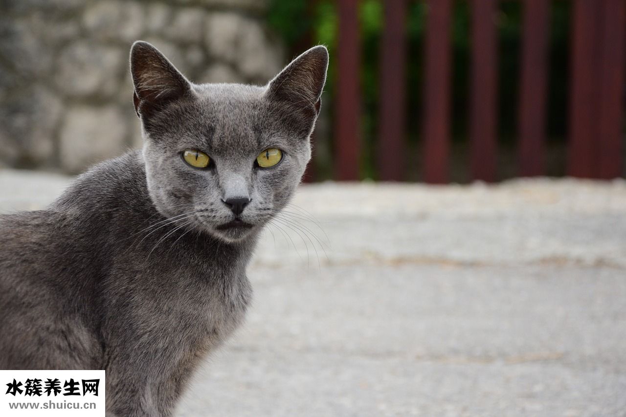 自制飛機杯怎么樣